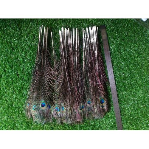 Gambar Bulu Merak Dari China dari Toko Bahan Kulit Decangkir Kab. Magetan Tokopedia