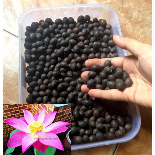 Foto Produk Benih Biji Bibit Teratai Pink Lotus dari Biji Benih