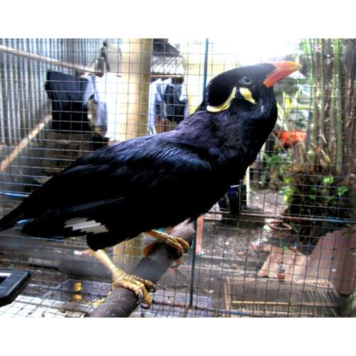 Jual Burung Beo Tanpa Sangkar Kota Tangerang Selatan Bang Oioi Tokopedia