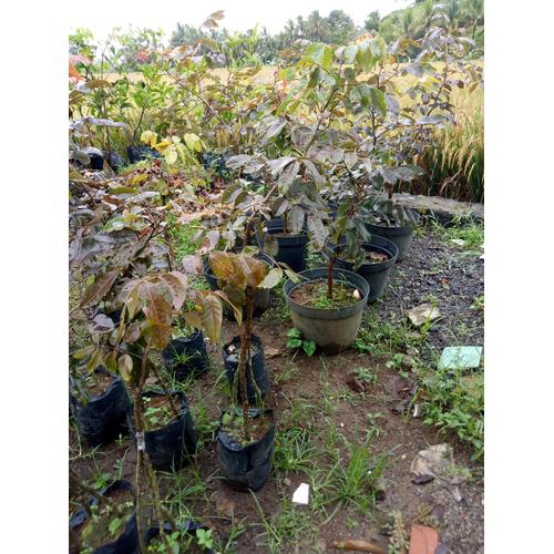 Foto Produk Kelengkeng Merah Kaki 3 dari Bamsbreeder Exopets
