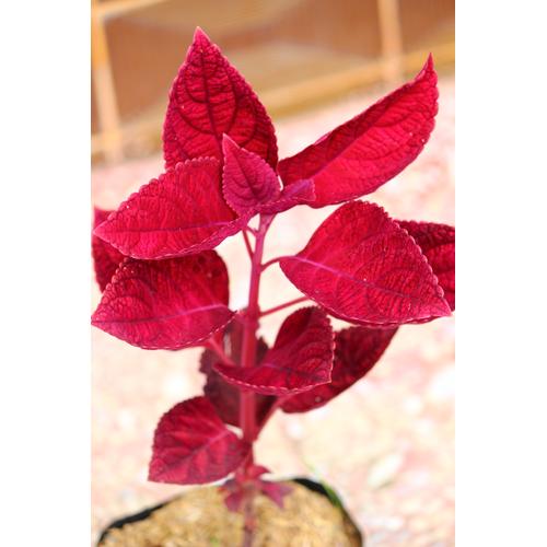 Foto Produk Tanaman Daun Miana Iler Merah dari KAYYISA FAM