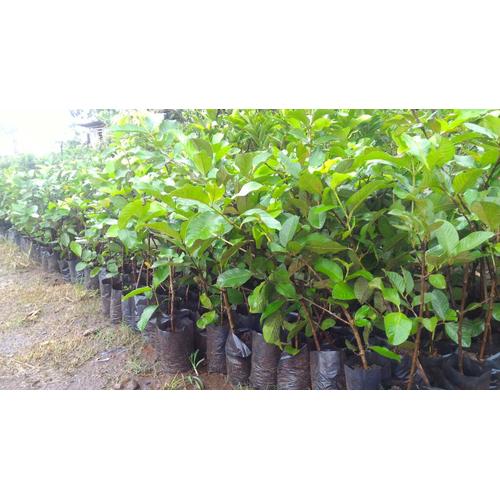 Gambar Bibit Jambu Kristal Bersertifikat dari NUSAGROW NURSERIES Kota Bogor Tokopedia