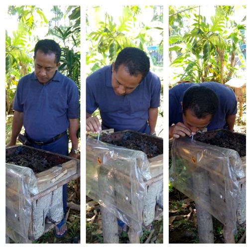 Foto Produk madu kalulut / madu klanceng, asli dari hutan kalimantan dari madu asli hutan kalimant