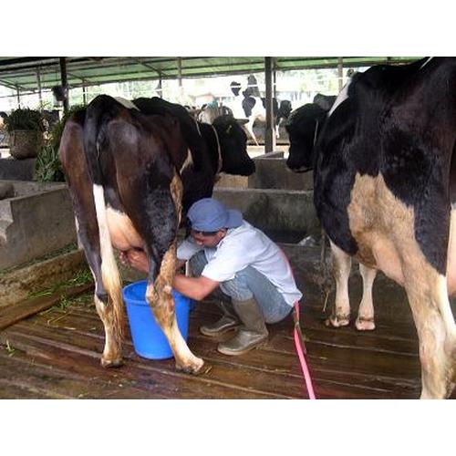 Foto Produk Susu Sapi Murni (MENTAH) dari FarmMilk