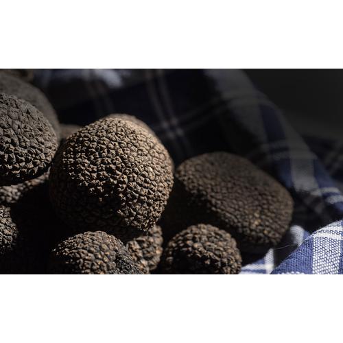 Jual Fresh Whole Black Truffle Mushroom Jamur Truffle Hitam Segar Italy