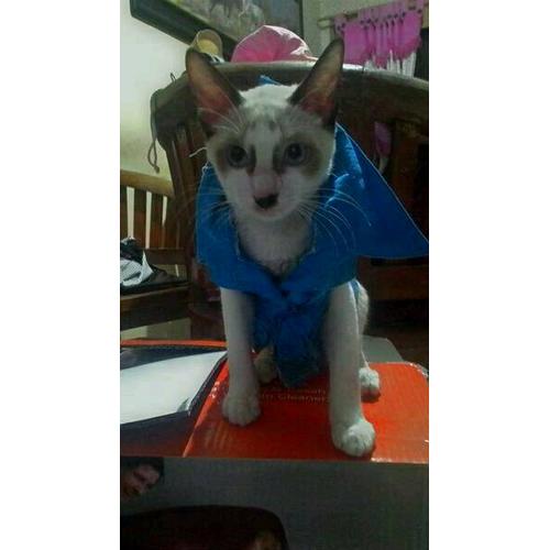 Foto Produk baju kemeja biru tanpa lengan untuk baju kucing size s dari alhamdulillahshop