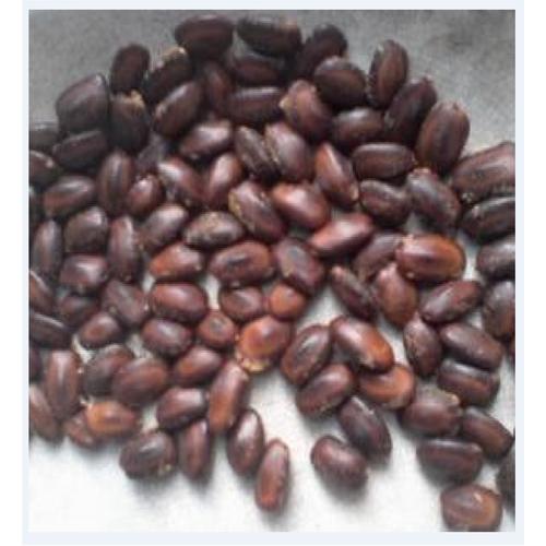 Jual Biji Trembesi Kota Cirebon Rina Rini Tokopedia Jual Biji Trembesi Kota Cirebon Rina Rini Tokopedia