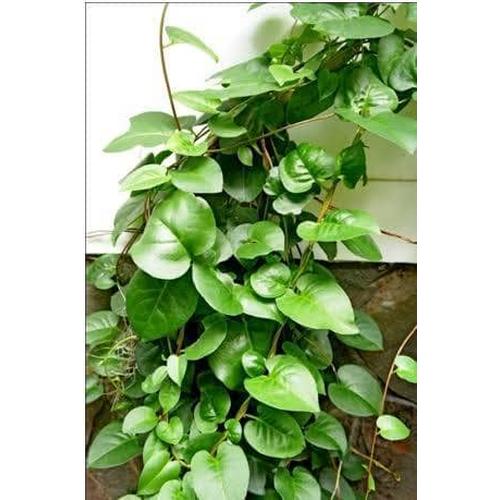Foto Produk Daun binahong segar 1kg (obat herbal) dari Floracipta