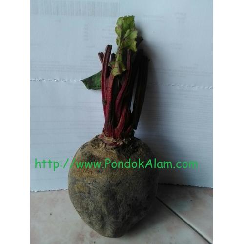 Gambar Tepung Buah Bit "PONDOK ALAM" dari Pondok Alam Kab. Sleman Tokopedia
