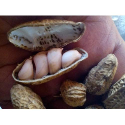 Foto Produk Benih Kacang Tanah Garuda Berkuwalitas dari Sumber Makmur (SM)
