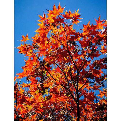 Foto Produk Benih Biji Bibit Oliver's Maple (Acer oliverianum) dari Biji Benih