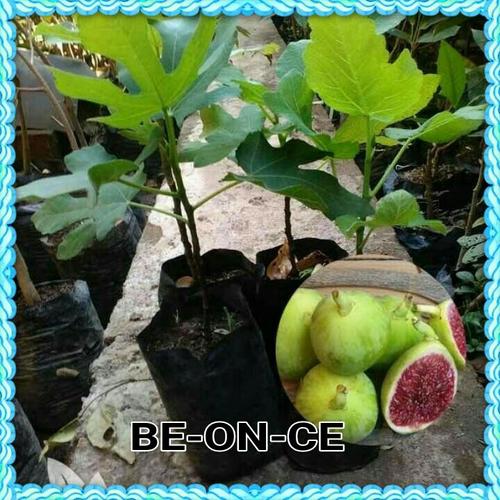 Foto Produk Bibit Tanaman Buah Ara Tin Green Yordan Ukuran 20Cm-40Cm dari BEKASI ONLINE CENTER