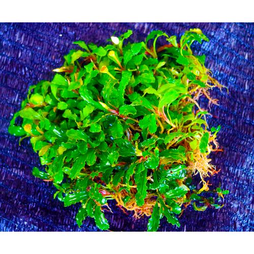Foto Produk Bucephalandra Tanaman Air Aquascape dari BlueGreenFarm