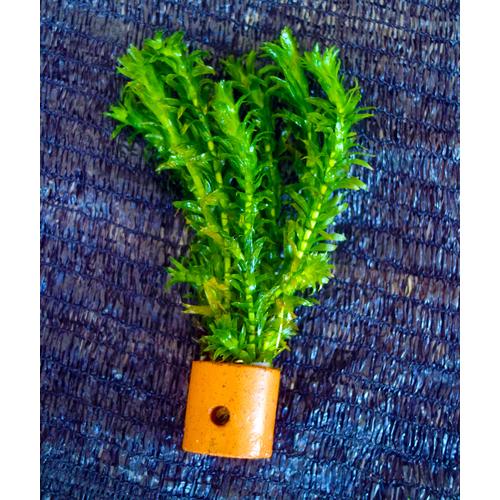 Foto Produk Hydrilla Verticalata Tanaman Air Akuaskap dari BlueGreenFarm