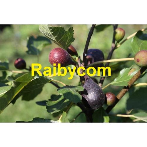 Foto Produk Bibit Stek Batang Buah Ara Tin Violette de Bordeaux France Cutting Fig dari Raibycom