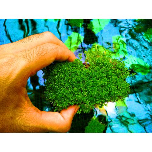 Foto Produk Cuba Karpet Tanaman Air - Aquascape Hemianthus Cuba dari BlueGreenFarm