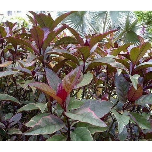 Gambar Daun Handeleum Handeuleum Daun Ungu Obat Wasir Ambeien Ambeyen dari OutletRyan Kota Bandung Tokopedia
