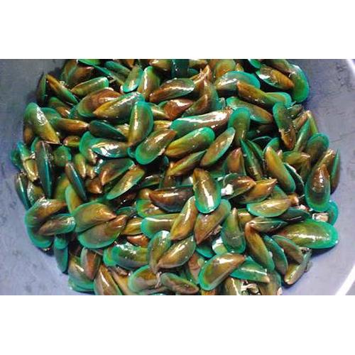 Gambar Kerang Hijau dari Pedrooana Kab. Banyumas Tokopedia