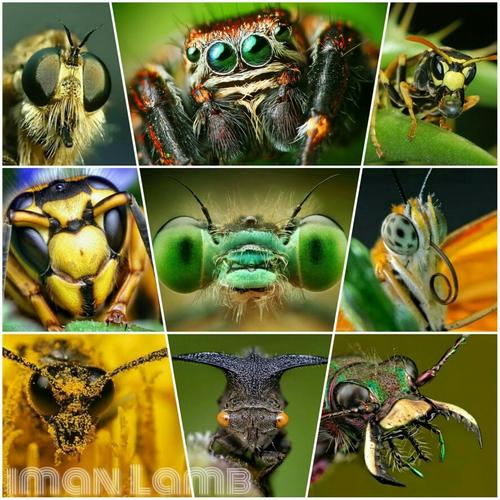 Foto Produk Extension Tube Auto focus Macro TTL For Sony E-mount dari Batik Nur Iman