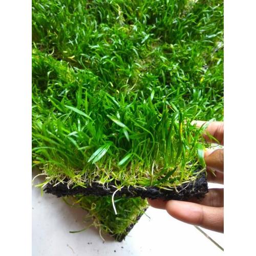 Foto Produk ( Tanaman Aquascape ) Lempeng Liliopsis dari ONDOFISH