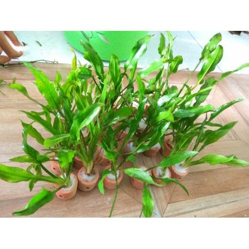 Foto Produk Amazon Sword - Echinodorus (Tanaman Hias/Aquascape) dari ONDOFISH