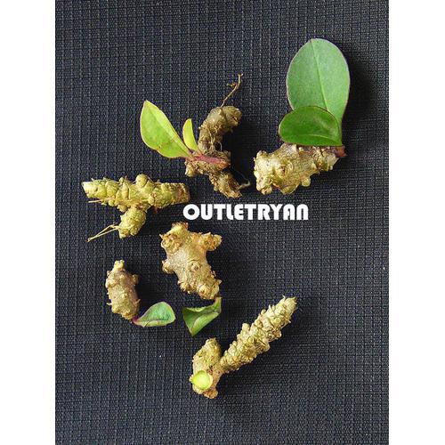 Gambar Umbi Binahong Biji Benih Bibit Binahong Tanaman Herbal Binahong dari OutletRyan Kota Bandung Tokopedia