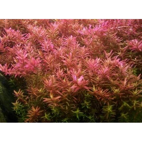 Foto Produk tanaman aquascape rotala rotundifolia dari kct farm