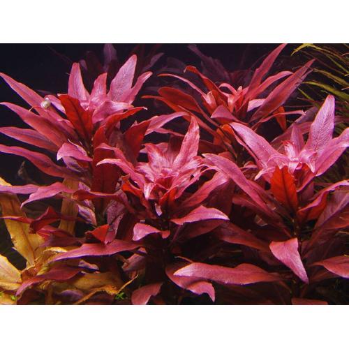 Foto Produk tanaman aquascape ludwigia glandulosa dari gello shrimp