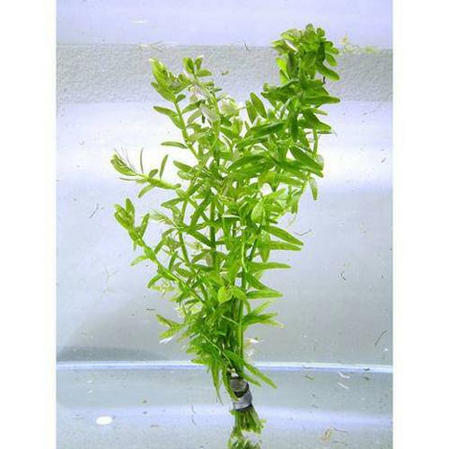 Foto Produk tanaman aquascape rotala rotundifolia green dari gello shrimp