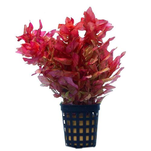 Foto Produk tanaman Aquascape rotala macrandra dari gello shrimp