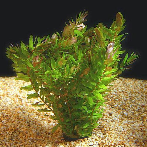 Foto Produk tanaman Aquascape rotala macrandra mini type 3 dari gello shrimp