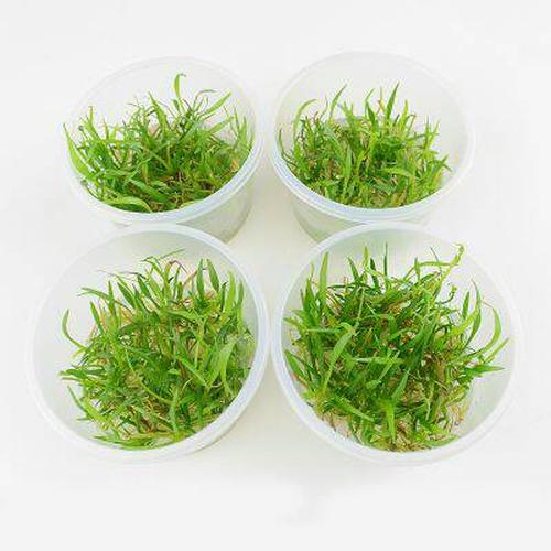 Foto Produk tanaman aquascape echinodorus tenellus cup dari gello shrimp