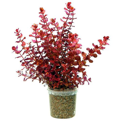 Foto Produk tanaman Aquascape rotala macrandra mini type 4 dari gello shrimp