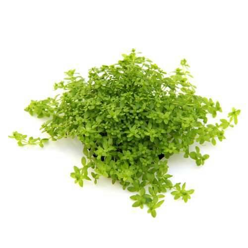 Foto Produk tanaman Aquascape hemianthus glomeratus baby tears dari gello shrimp