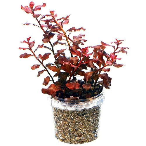 Foto Produk tanaman aquascape ludwigia sp red dari gello shrimp