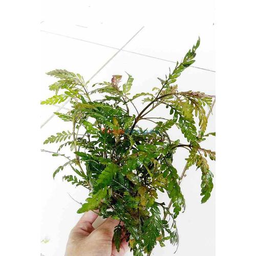 Foto Produk tanaman Aquascape hygrophila pinnatifida dari gello shrimp