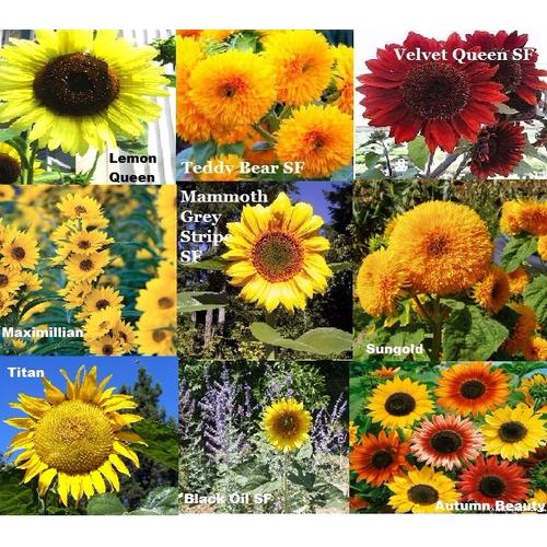 Foto Produk Paket Hemat Benih/Bibit/Seed Matahari isi 9 Jenis Sunflower Seed dari sahabat tanindo