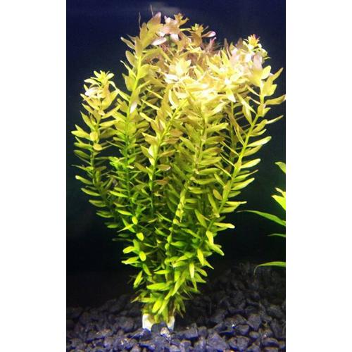 Foto Produk tanaman Aquascape rotala indica dari gello shrimp