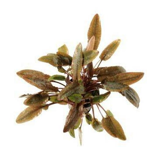 Foto Produk cryptocoryne wendtii brown tanaman Aquascape dari gello shrimp