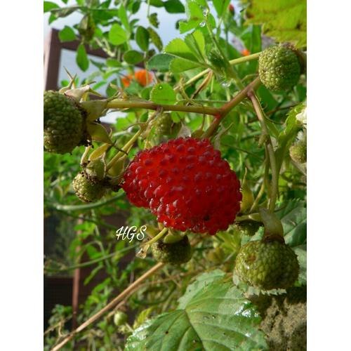 Jual Bibit Tanaman Buah Atherton Raspberry - Kota Batu - Greengarden ...