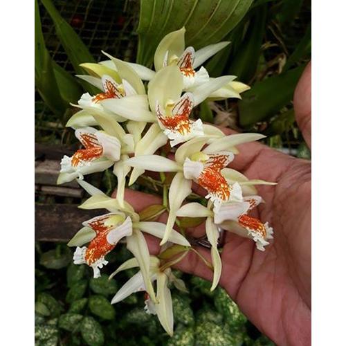 Foto Produk Coelogyne asperata *edisi promosi* dari Sandi Orchid Garden