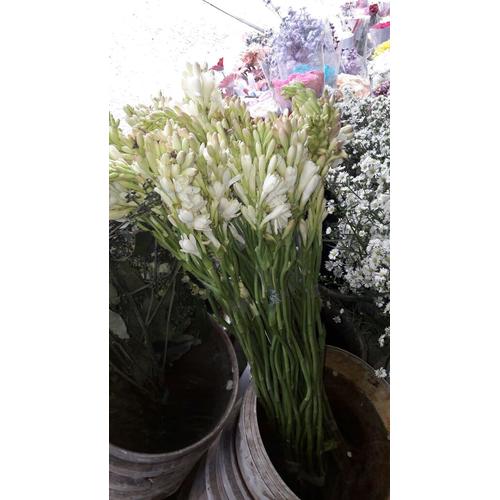 Foto Produk Bunga Sedap Malam dari Freshcut Flower