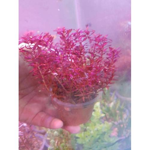 Foto Produk tanaman aquascape rotala macrandra type 3 mini butterfly dari kct farm