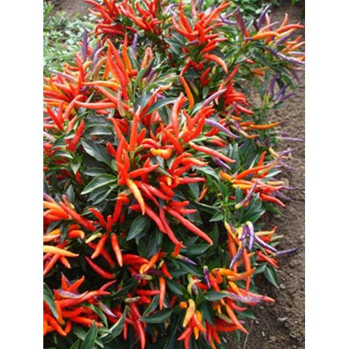 Foto Produk Benih/Bibit/Seeds Garda Fireworks Pepper Cabe Rainbow Unik dari Amefurashi