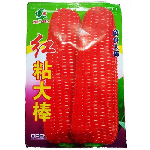 Foto Produk ECERAN Benih Biji Bibit Jagung Pulut Merah dari Biji Benih
