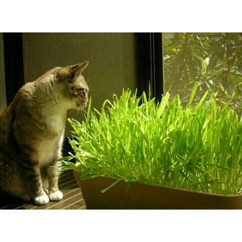 Foto Produk makanan kucing dari TOKO-AMH