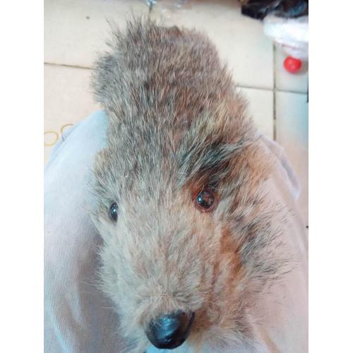 Foto Produk Rocky Racoon Doll / Alat Sulap / Sulap Boneka dari reynaldo-tan