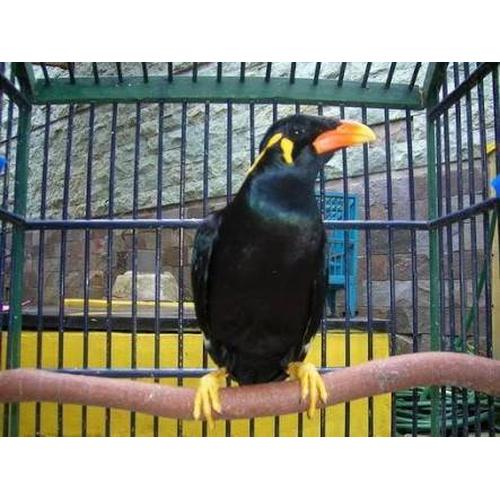 Daftar Harga Burung Beo Lengkap Dan Terpercaya Hobi Burung