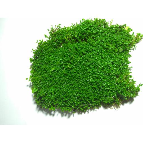 Foto Produk Tanaman aquascape Monte Carlo dari ONDOFISH