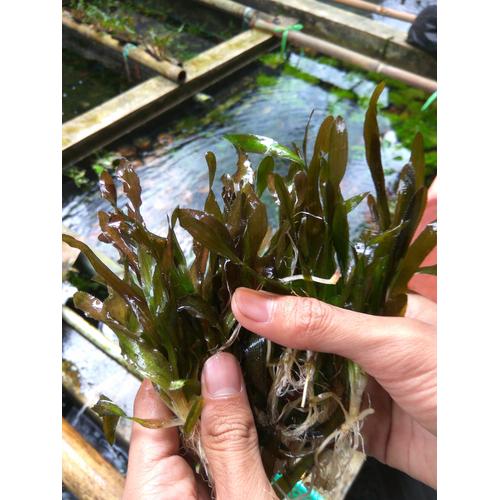 Foto Produk Tanaman Aquascape Spiralis dari ONDOFISH